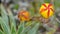 Gentianella hirculus flowers