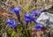 Gentianopsis crinita or greater fringed gentian or blue gentian grow outdoor in Italian Dolomites Mountains