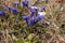 Gentianopsis crinita or greater fringed gentian or blue gentian grow outdoor in Italian Dolomites Mountains