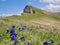 Gentians in the Austrian Alps. Ragazer Blanken in Damuels in the background. Vorarlberg, Austria.