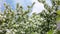 Gentle apple tree branch with blossom white flowers spring summer garden park sunny clear blue sky