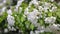 Gentle apple tree waving branch white flowers with greenery sunny spring garden closeup