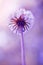 Gentle art image flower fluffy dandelion