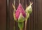 Gentle beautiful unblown flower bud on stem with leaves. Spring flora