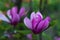 Gentle beauty flowering magnolia purple color in spring garden