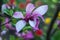 Gentle beauty flowering magnolia purple color in spring garden