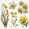 Gentle Beauty: Watercolor Daffodils for Serene Designs AI Generated