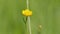 Gentle blossoms of yellow wild buttercups on a green background. Ranunculus repens l. Close up.