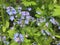 Gentle blue flowers forget-me-not in green grass. floral background