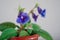 Gentle blue purple flowers of Sinningia Thidea - Gloxinia with green leaves on a gray background. Indoor plant. Selective focus