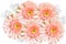 Gentle bouquet of pink gerbera flowers and gypsophila close up on white background