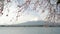 a gentle breeze moves cherry blossoms at lake kawaguchi with a snow capped mt fuji in the distance