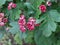 Gentle bright inflorescences of red hawthorn on a blurred green background