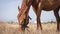 Gentle brown horse peacefully grazing in field of dry grass.