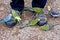 Gentle budgerigars  try to pick grains from a manâ€™s shoes