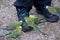 Gentle budgerigars  try to pick grains from a shoes