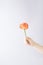 A gentle child\\\'s hand holds a carnation and extends it with love. Minimal flower layout