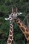 Gentle courtship of two giraffes