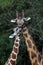 Gentle courtship of two giraffes