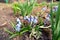 Gentle delicate blue snowdrops are blooming in early spring in garden. Awakening of nature, new life, revival, renaissance, renewa