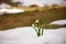 Gentle first flowers in early spring in the melt snow in a forest glade.