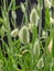 Gentle flowering Hare Lagurus ovatus.