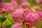 Gentle flowering shrub pink spirea.
