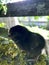 Gentle fluffy chicken sits on a wooden beam