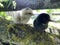 Gentle fluffy chickens sits on a wooden beam