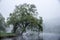 Gentle fog rolls over a Massachusetts pond and brushes the leaves of a large tree leaning towards the water