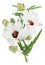 Gentle garden flower with transparent white flowers and prickly