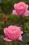 Gentle garden rozy- Queen gardens