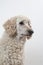 Gentle gaze of a well-groomed, curly white poodle