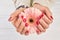 Gentle gerbera in female manicured hands.