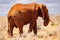 Gentle Giant: African Elephant Roaming the Kenyan Tsavo East Savannah