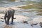 Gentle Giants of the Wild: Asian Elephant Majesty in Captivating Wildlife Photography Sri Lanka