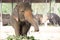 Gentle Giants of the Wild: Asian Elephant Majesty in Captivating Wildlife Photography Sri Lanka