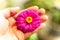 The gentle grasp of an Asian man\'s hand cradles a purple flower.