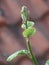 Gentle Green Young Leaves in the Relaxed Evening Light