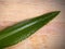 Gentle leaf of a green plant with drops of dew