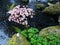 Gentle Light Pink Bergenia and a Stream