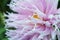 Gentle lilac dahlia flower on the bush