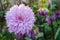 Gentle lilac dahlia flower on the bush