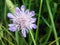 Gentle lilac Scabiosa, pincushion flowers on a blury green background, selective focus