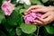 Gentle manicure and hydrangea.