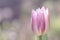 Gentle mauve tulip blured background, copyspace left