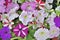 Gentle multicolored petunia floral background close up