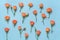 Gentle orange roses arranged on blue background. Top view. Floral pattern.