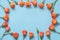 Gentle orange roses arranged on blue background. Top view. Floral pattern. Copy space. Spring.