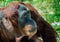 Gentle Orangutan